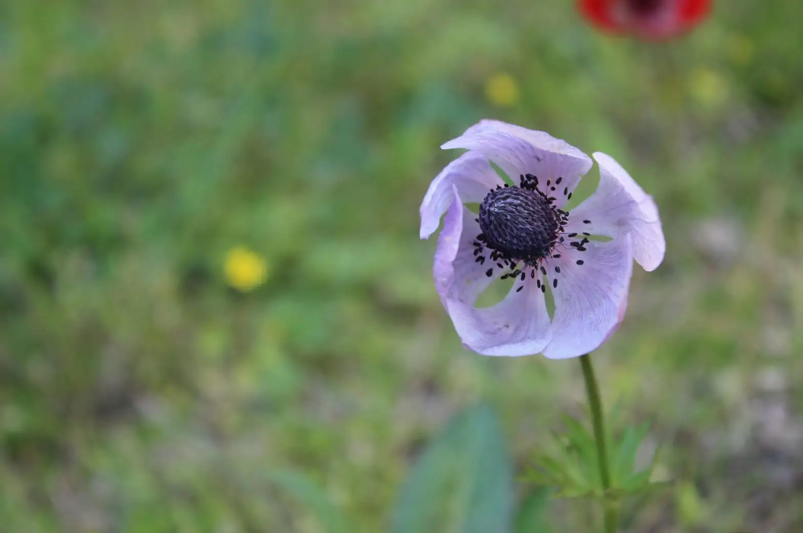 anemone coronaria corms close-up