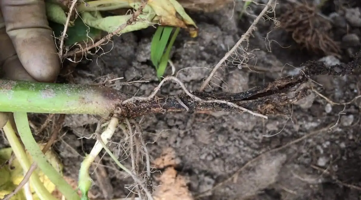 anemone coronaria tuber root rot close-up