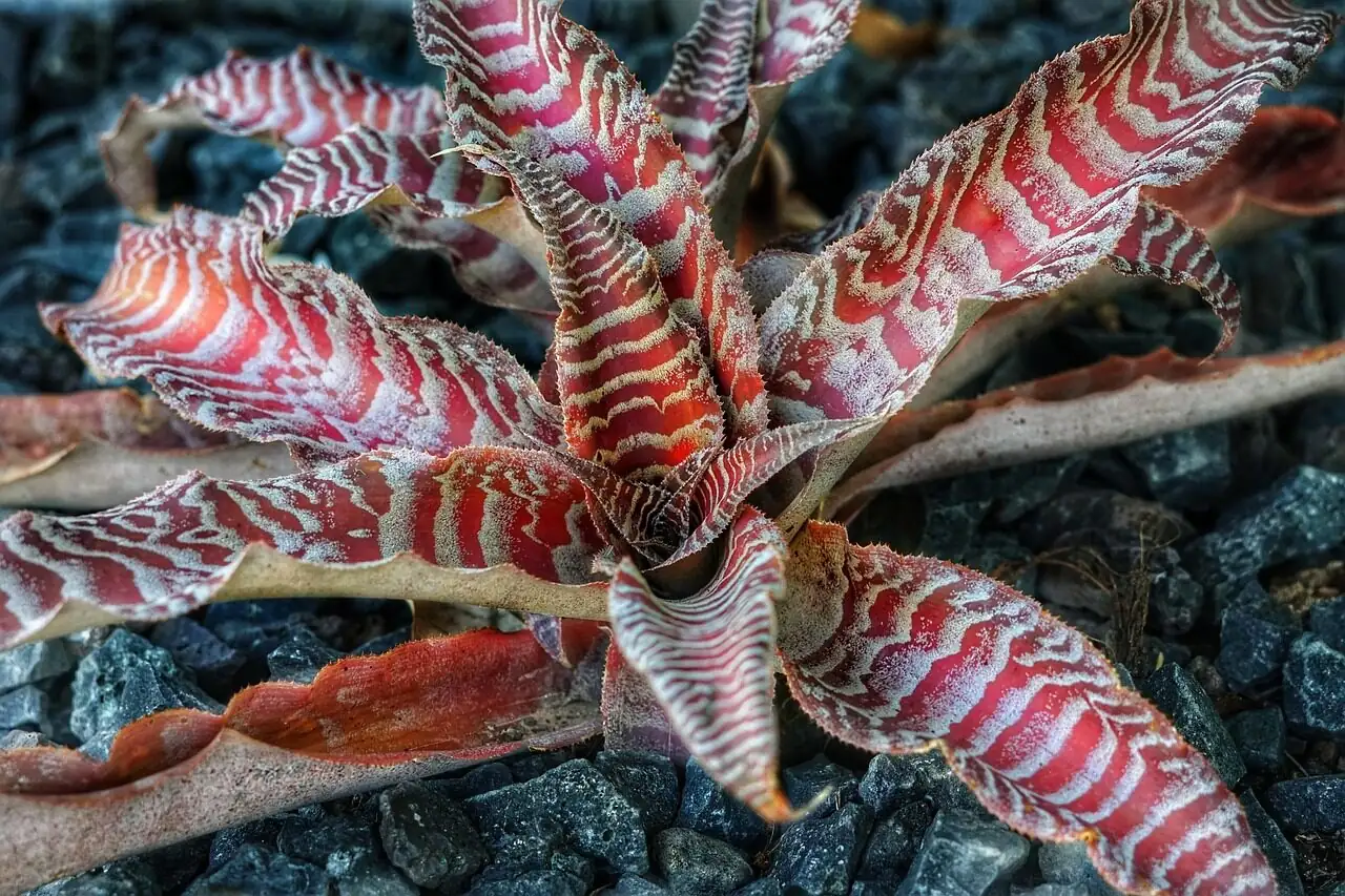 来自巴西雨林地面的星光：‘Earth Star’如何走进室内园艺
