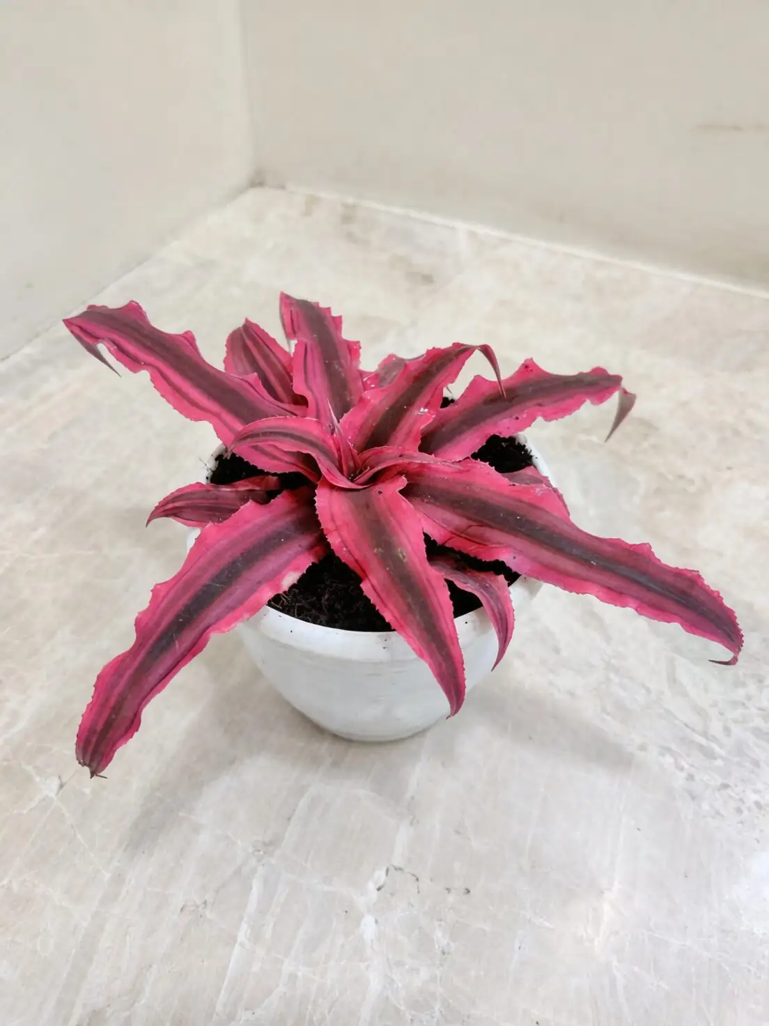 cryptanthus ruby star tabletop planter