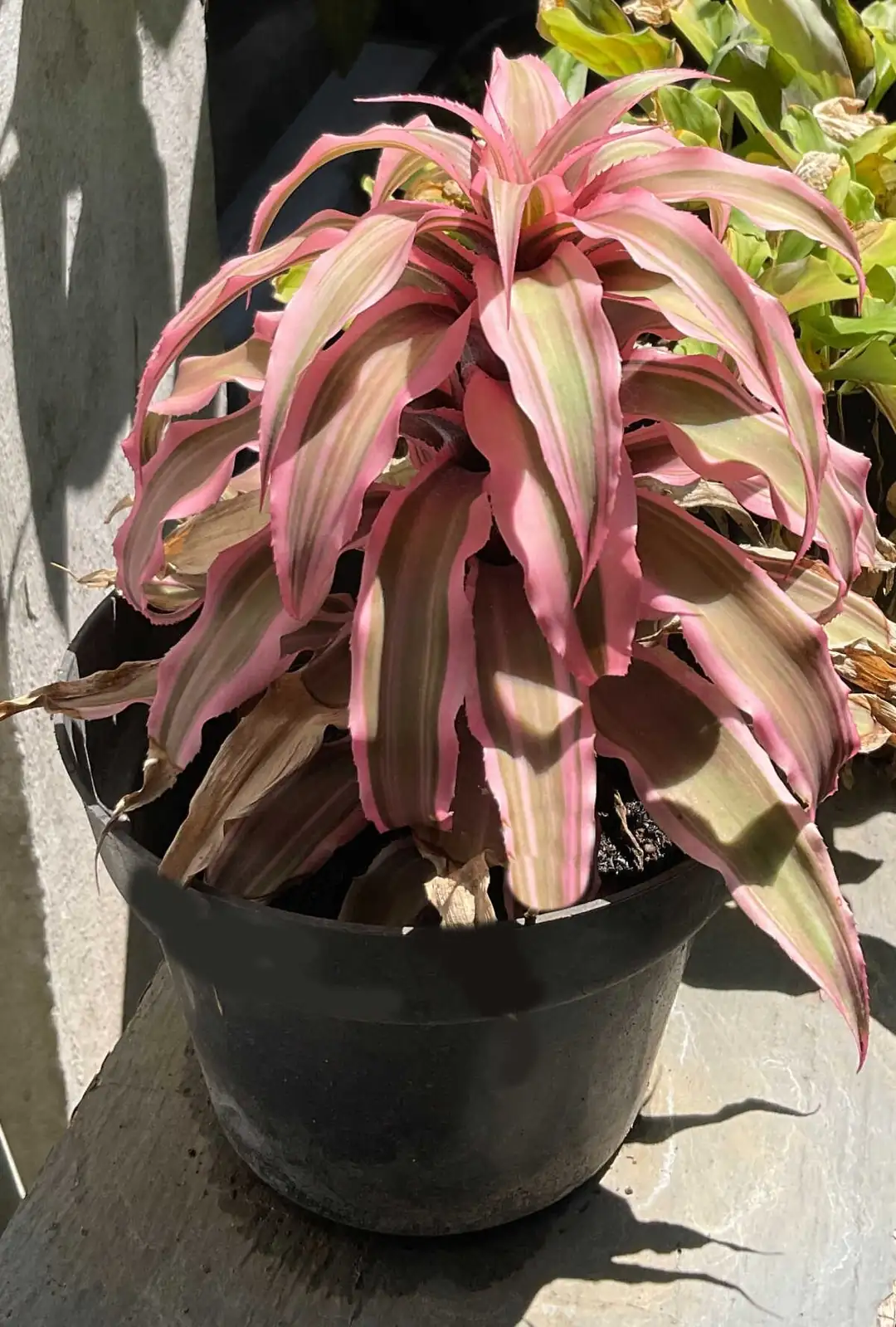 earth star bromeliad bright window light