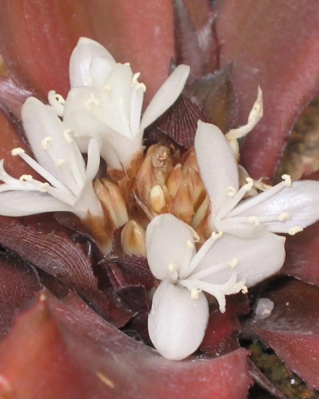 cryptanthus bivittatus white flower macro