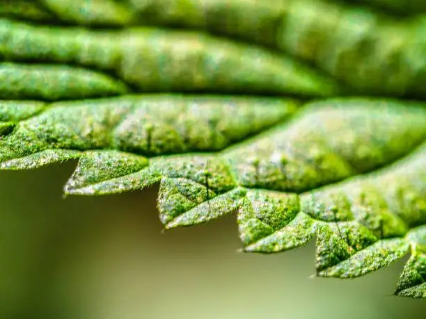 cryptanthus leaf serrated edge macro