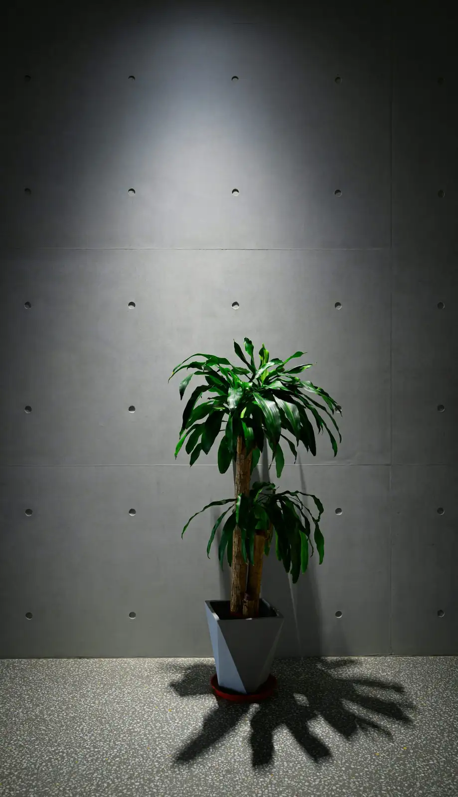 cryptanthus in concrete pot desk