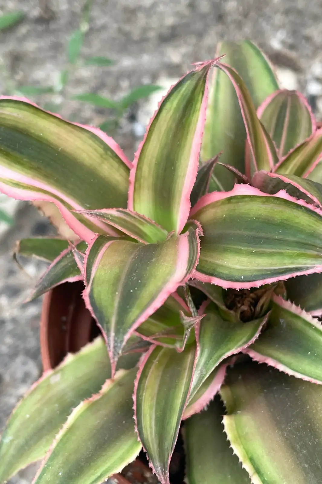 earth star bromeliad top view