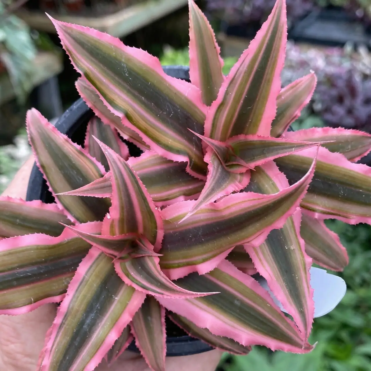 分株大师课：什么时候动刀？双条带姬凤梨侧芽上盆全流程