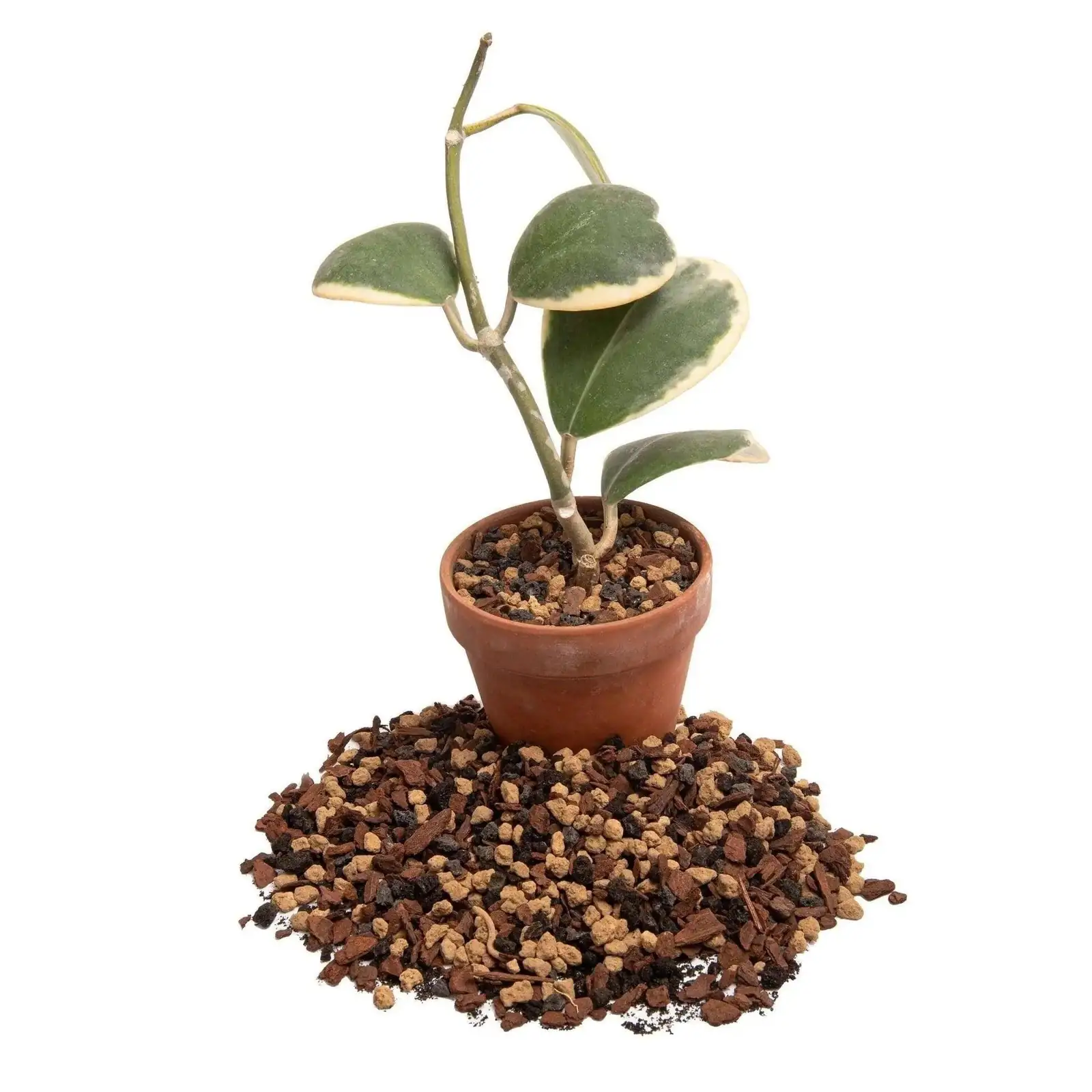 Red Taurus succulent gritty mix terracotta pot