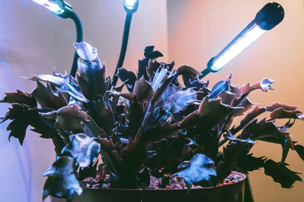 Red Taurus succulent under LED grow light