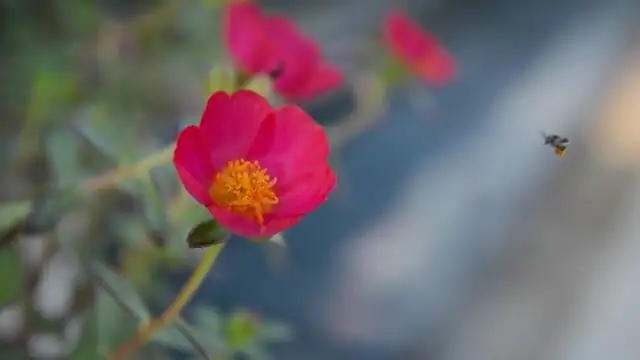 Red Taurus succulent flowers close-up