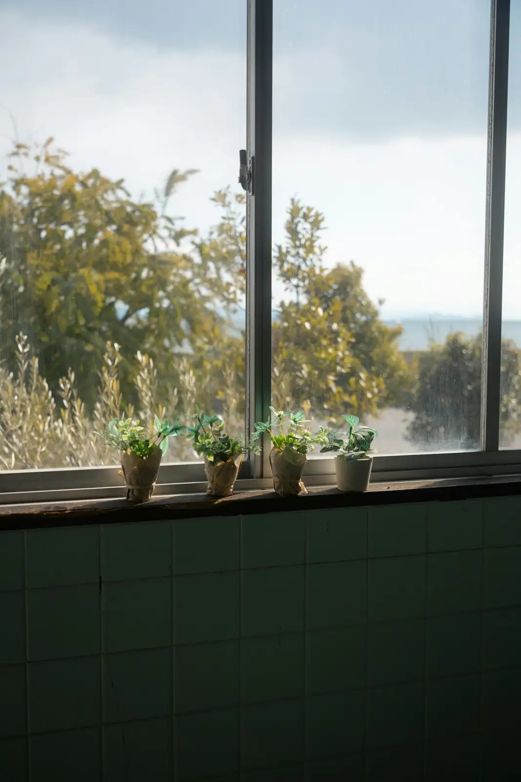 graptopetalum on cool windowsill