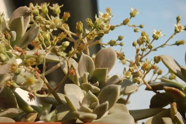 graptopetalum pruning flower stalk