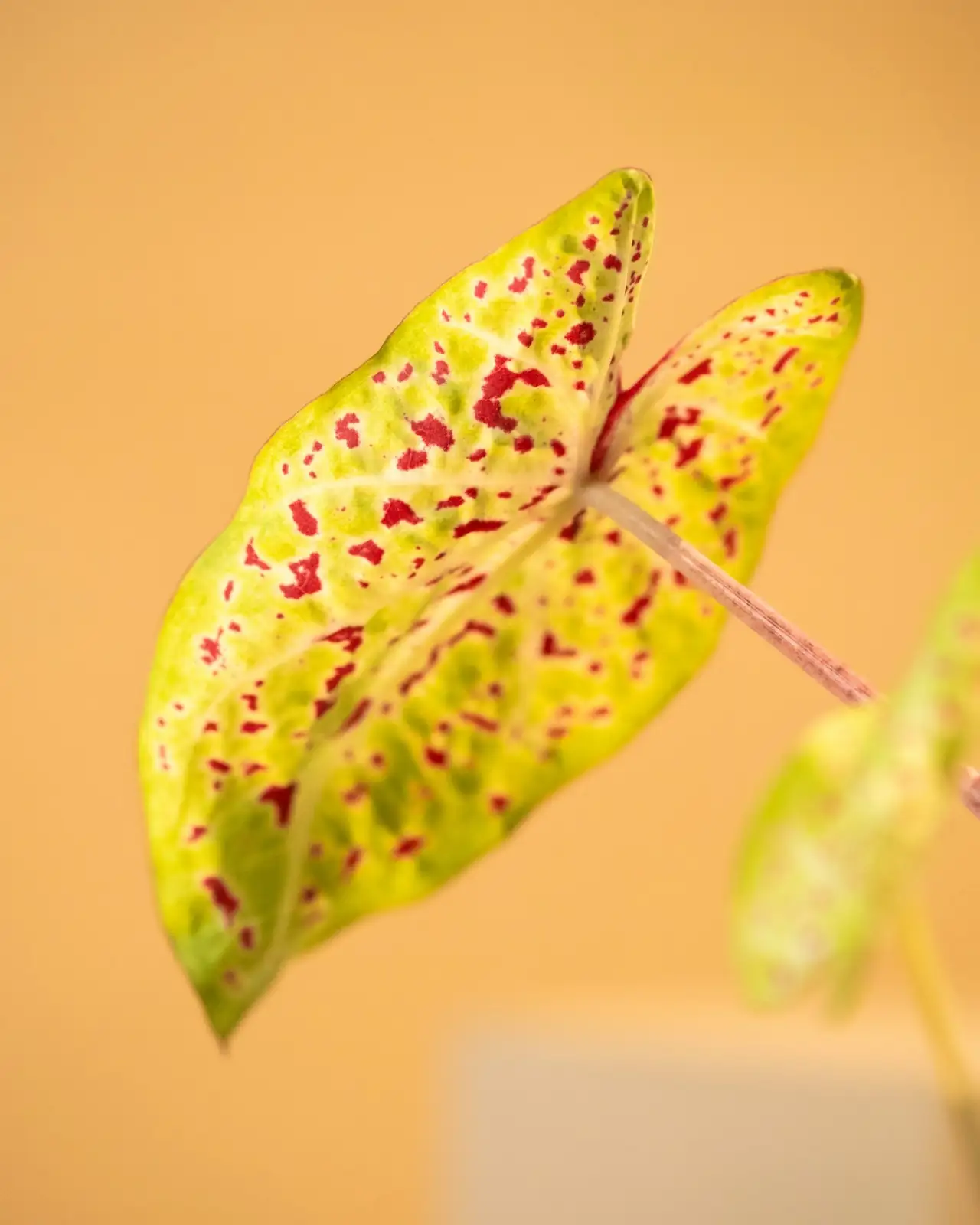 graptopetalum red taurus leaf callus close up