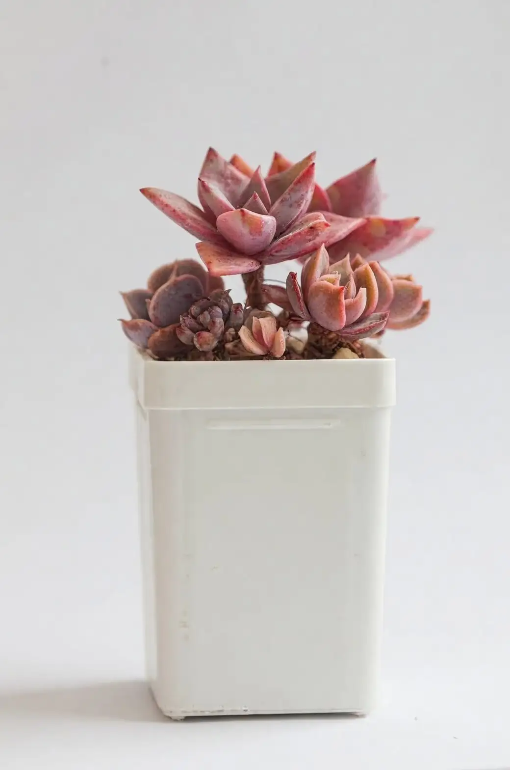 graptopetalum red taurus leaf propagation tray