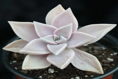 graptopetalum red taurus beheading cutting