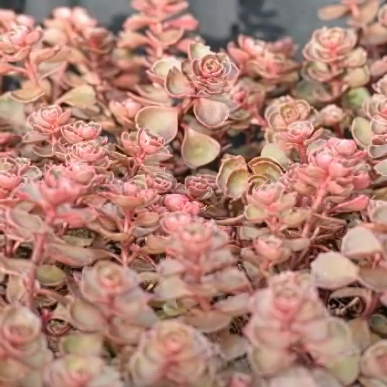 graptopetalum red taurus clump division