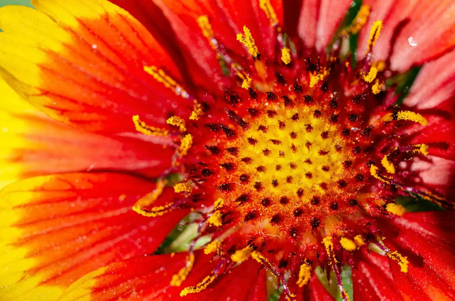 Red Taurus succulent flower close up