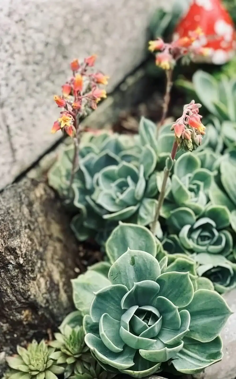 Red Taurus succulent summer shade cloth