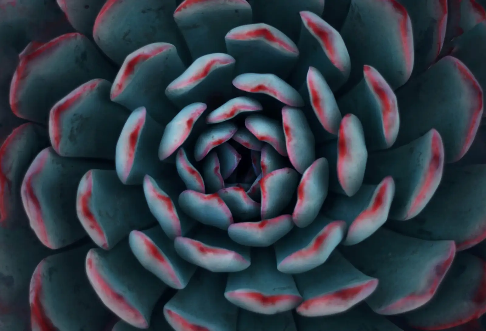 Red Taurus succulent red rosette cluster
