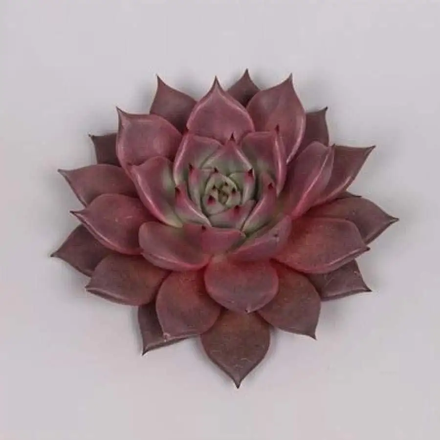 Red Taurus succulent leaf cutting
