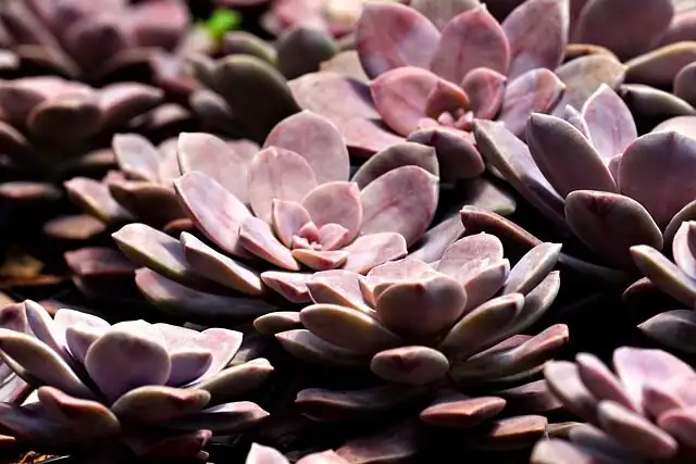 Red Taurus succulent flowering stalk close-up