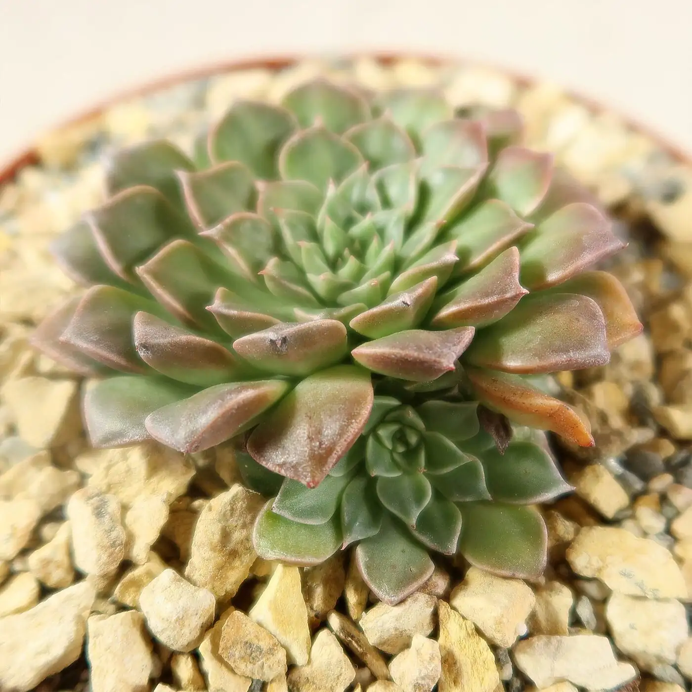 Graptopetalum Red Taurus rosette close-up
