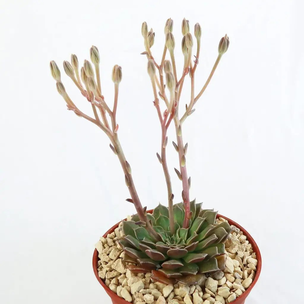 Graptopetalum Red Taurus bowl arrangement