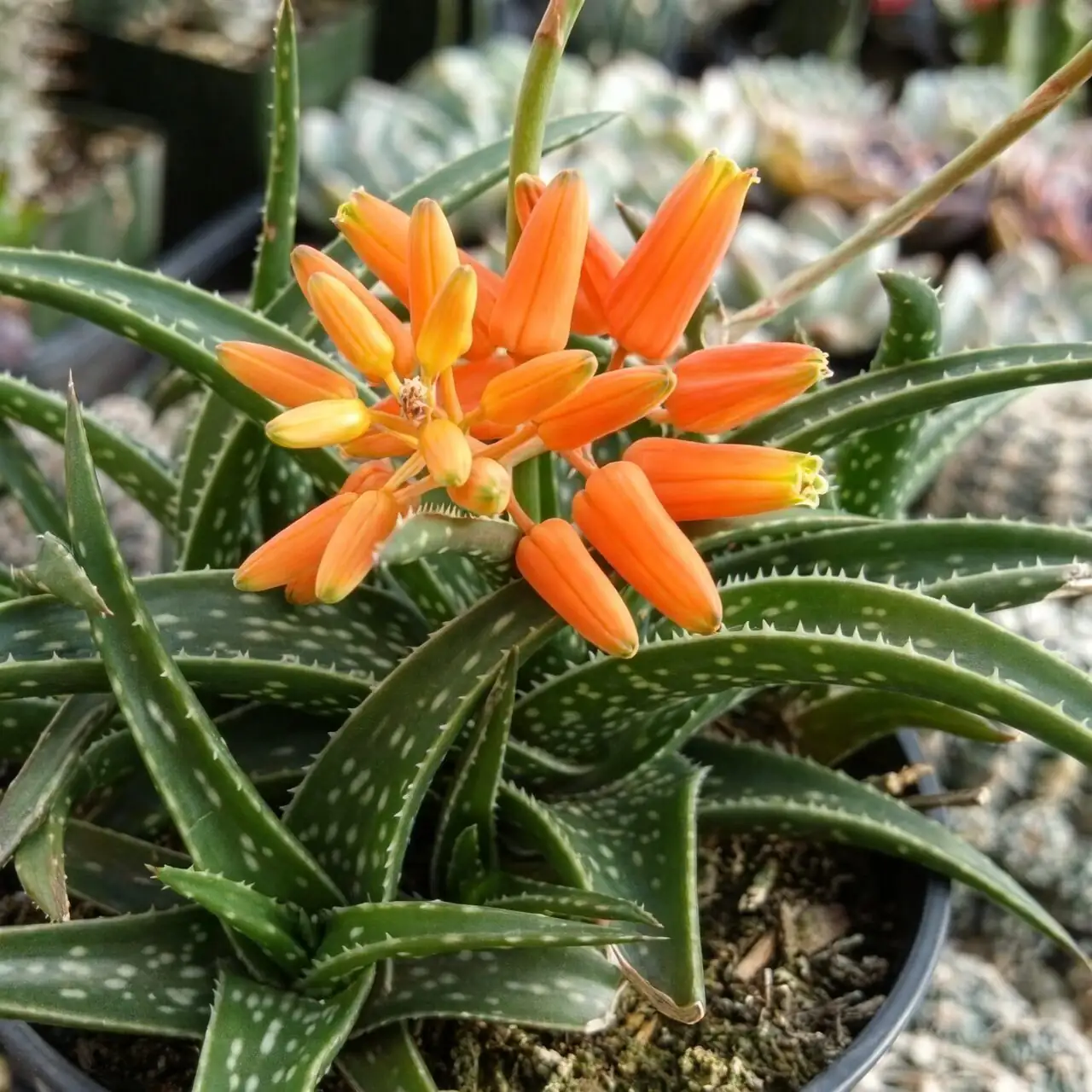 Graptopetalum Red Taurus flowering stalk