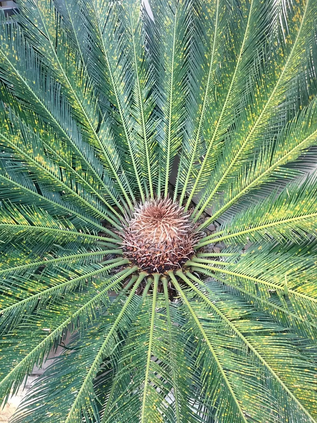 sago palm watering pot edge