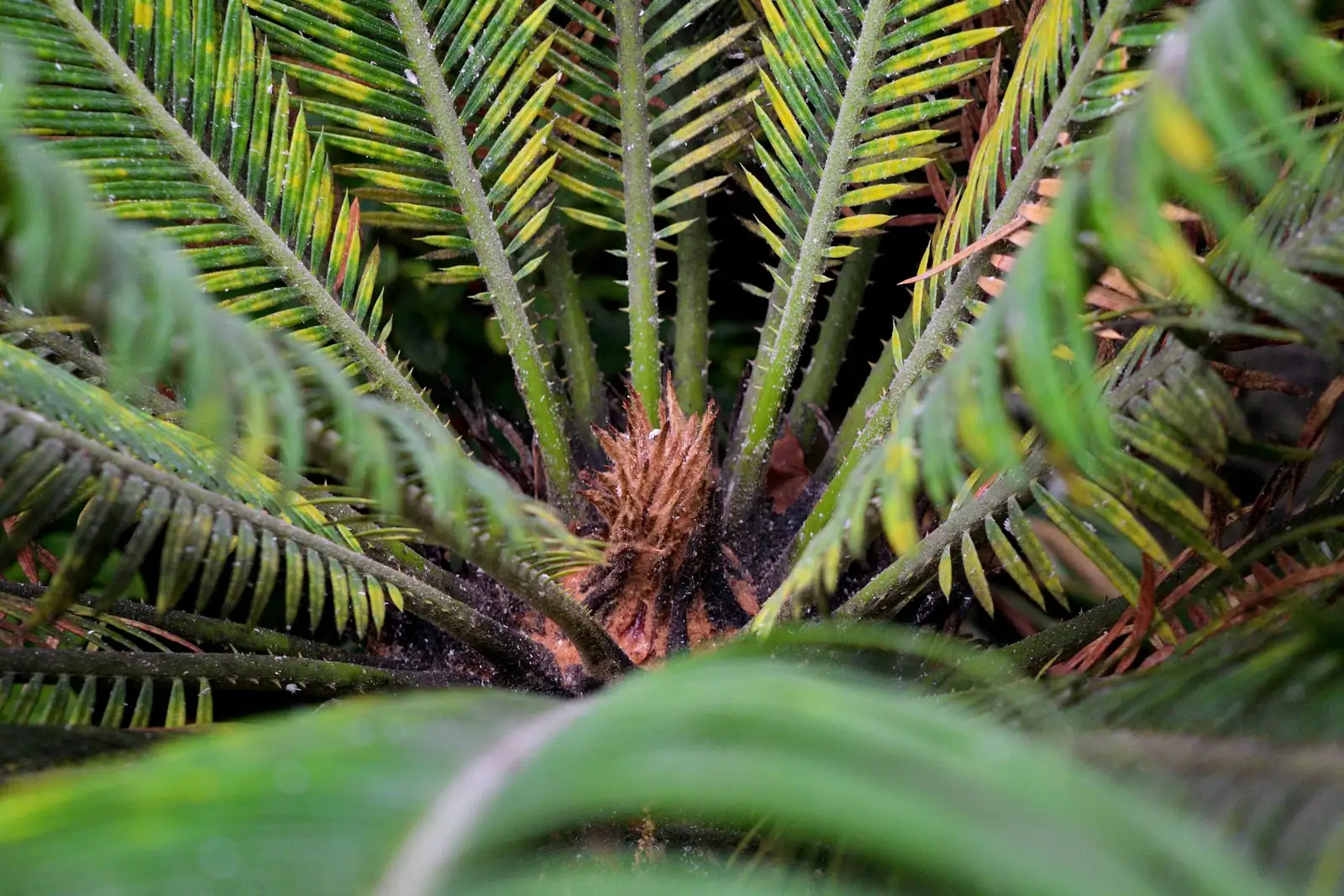 sago palm crown rot close-up