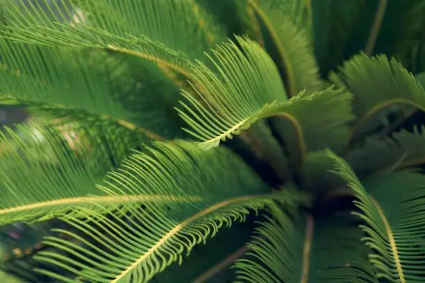 cycas revoluta leaf close-up