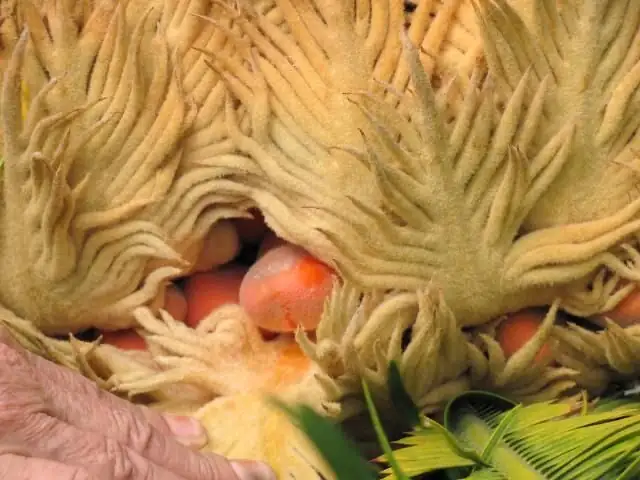 cycas revoluta orange seeds