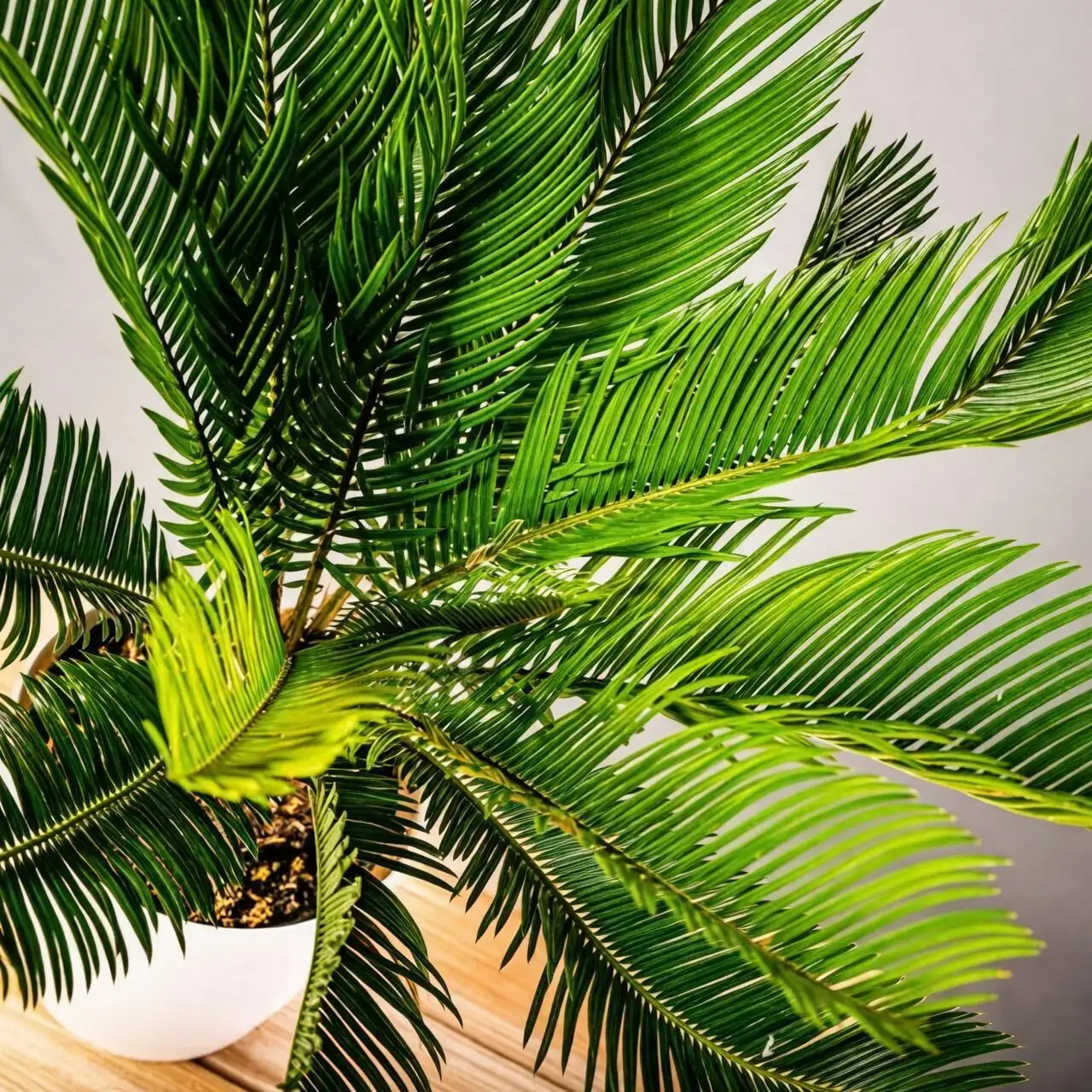 sago palm indoor bright window
