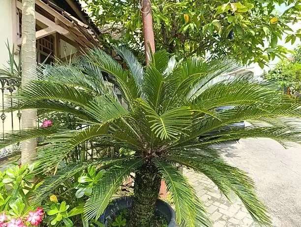 sago palm watering soil only