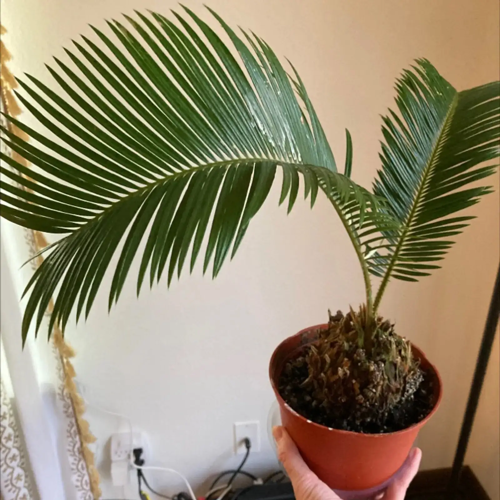 sago palm east balcony morning sun