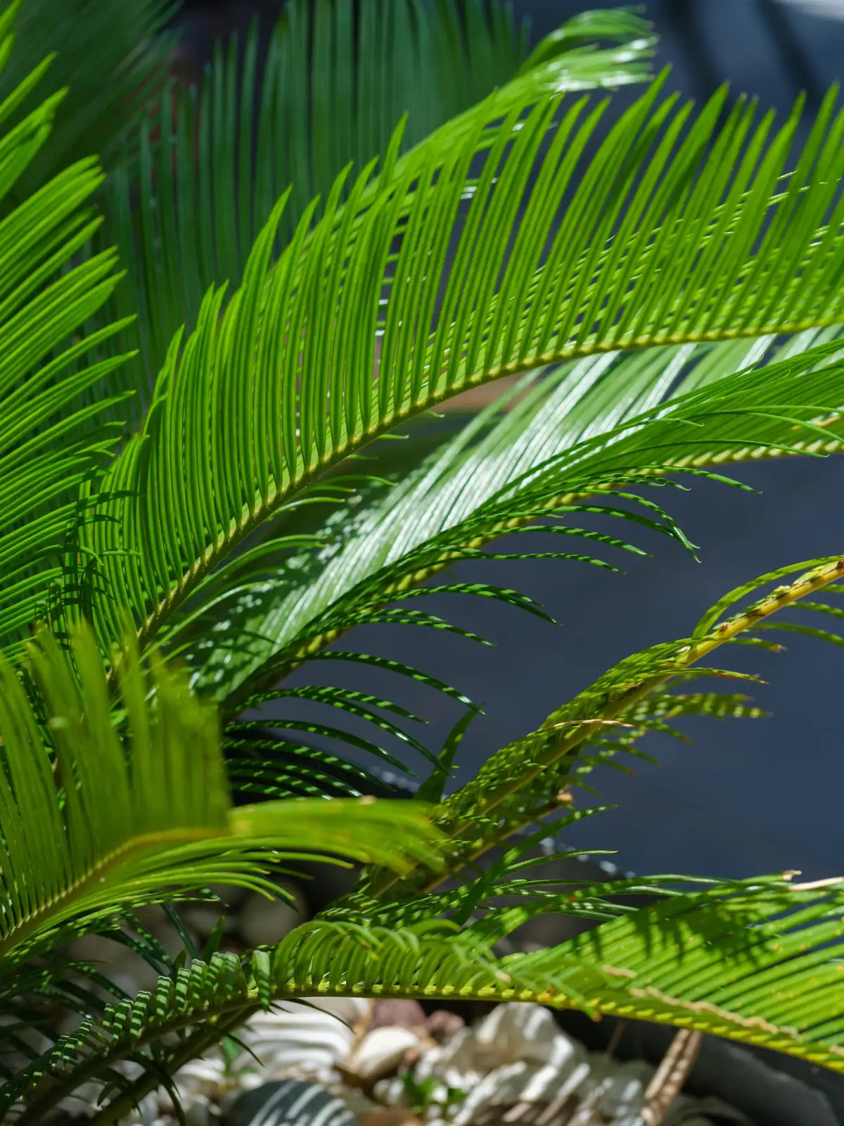 sago palm leaf sunburn close-up