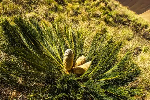 sago palm male female cones