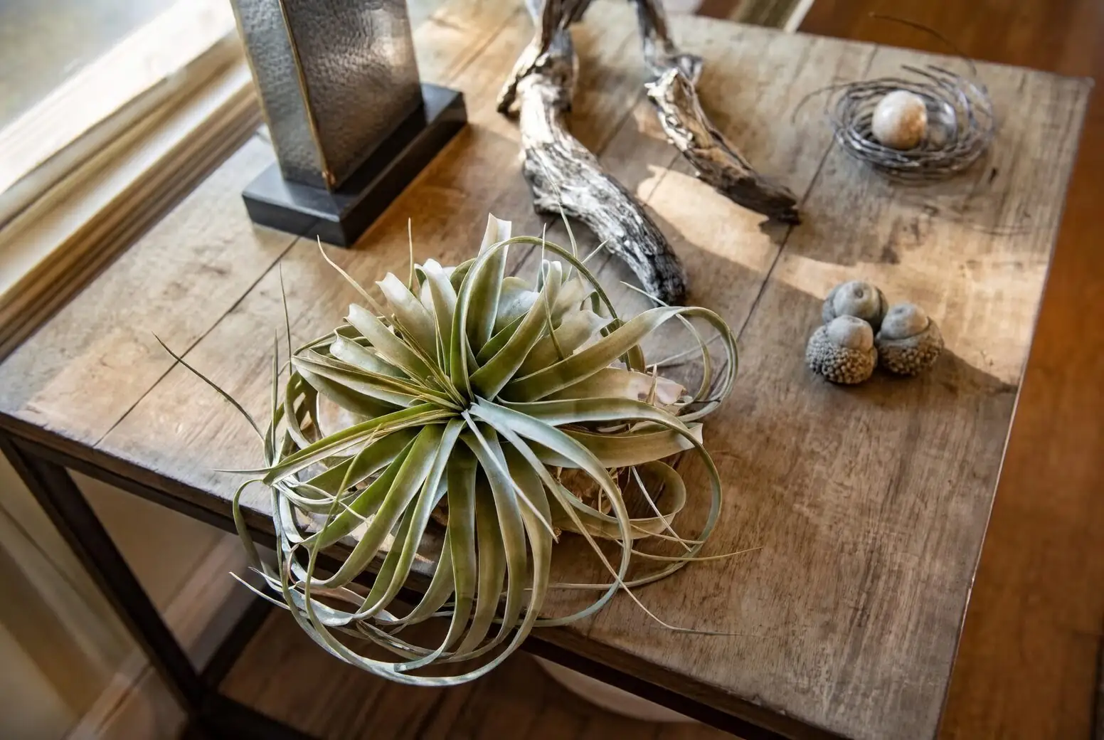 Tillandsia xerographica window light