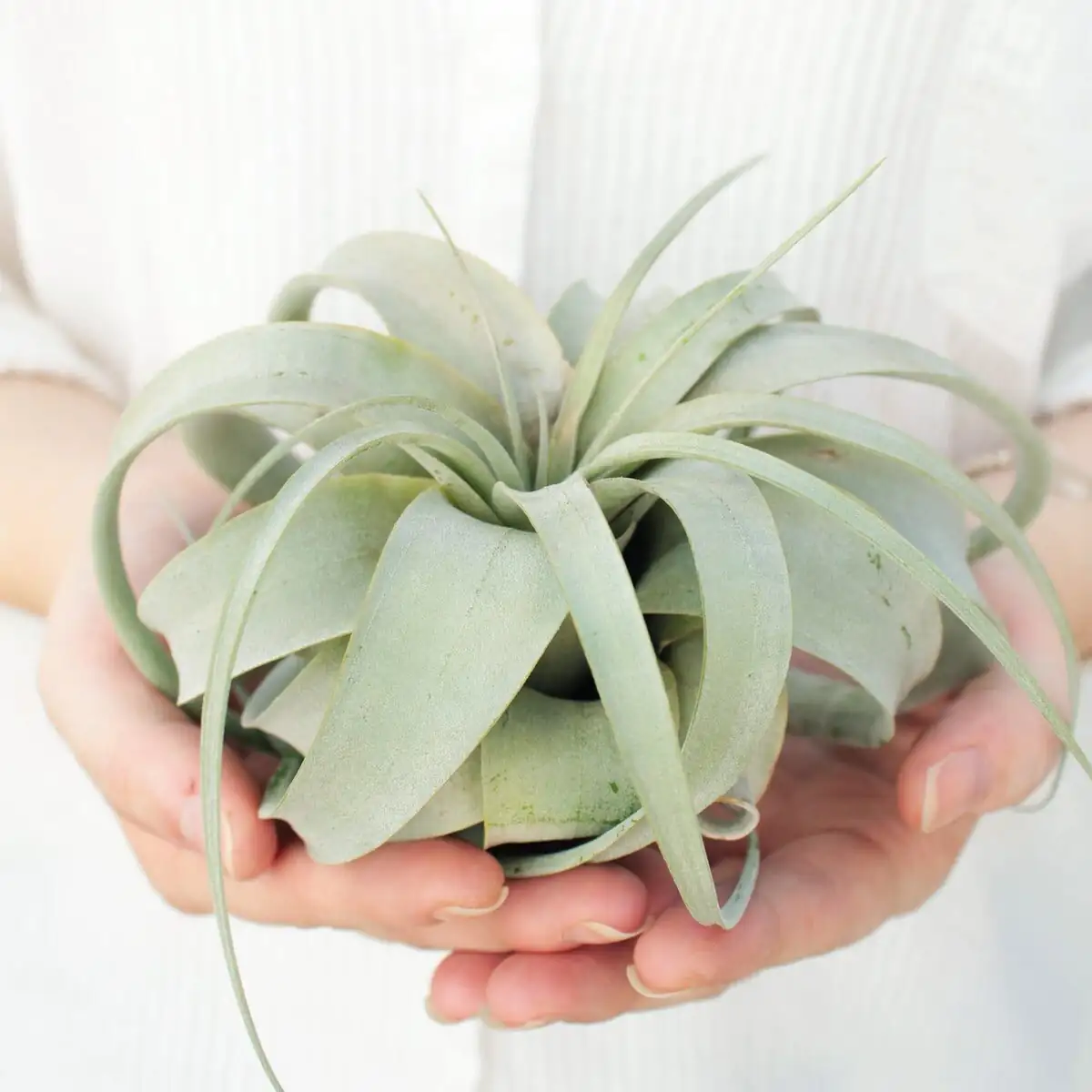 Tillandsia xerographica leaf curl stages
