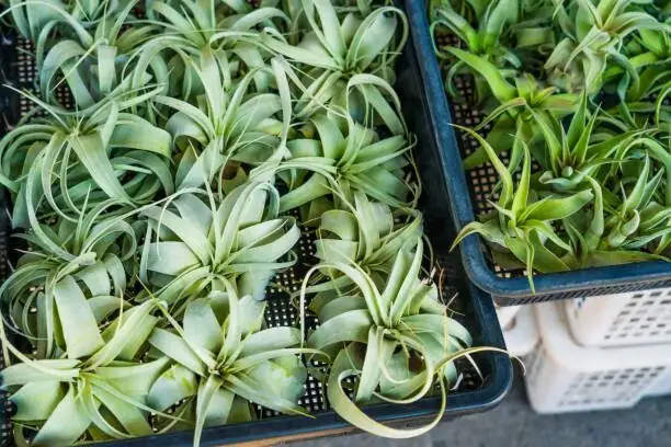 Tillandsia xerographica misting spray