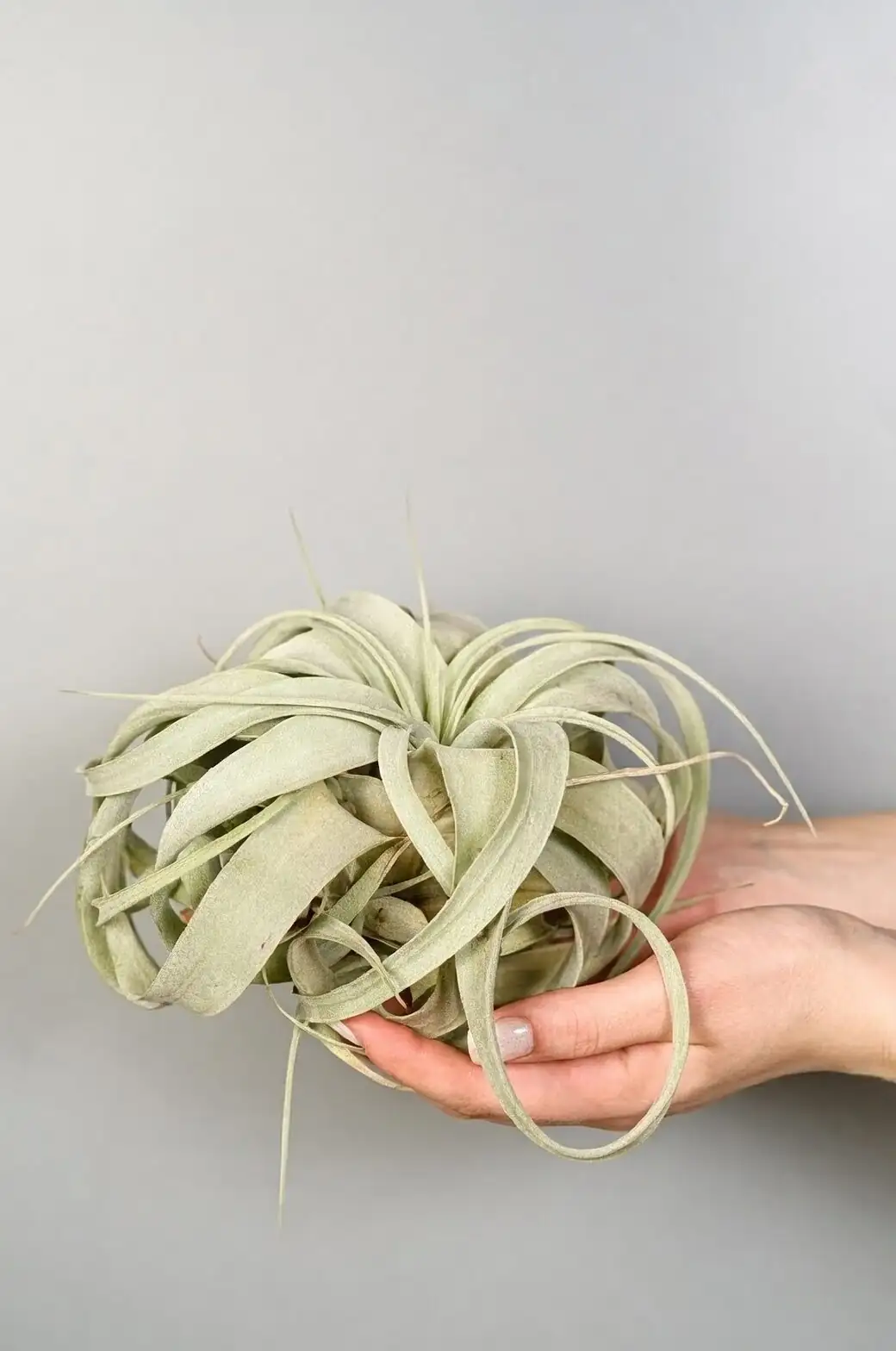 Tillandsia xerographica on driftwood