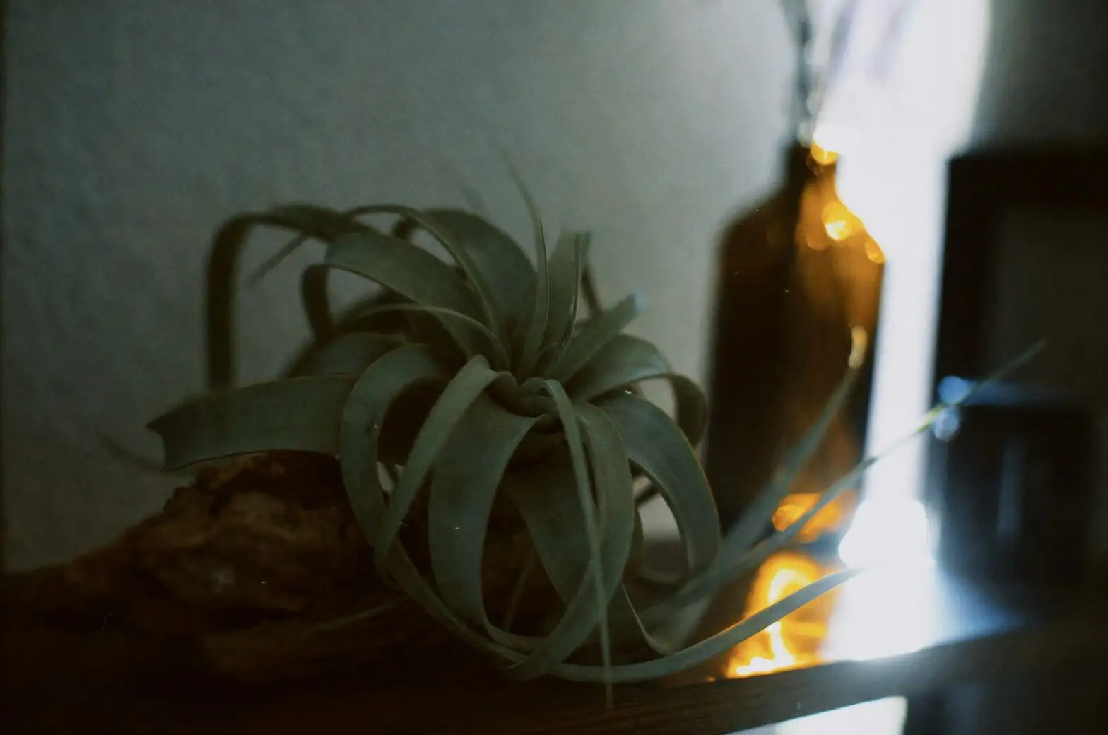 tillandsia xerographica watering spray