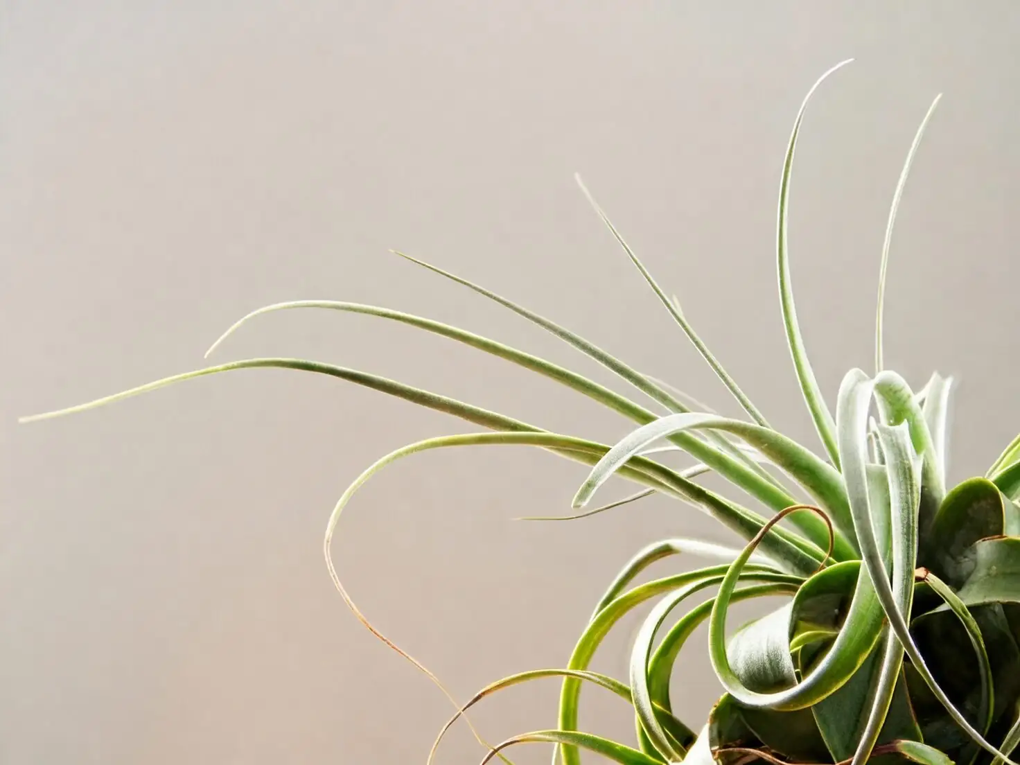 tillandsia xerographica flowering spike