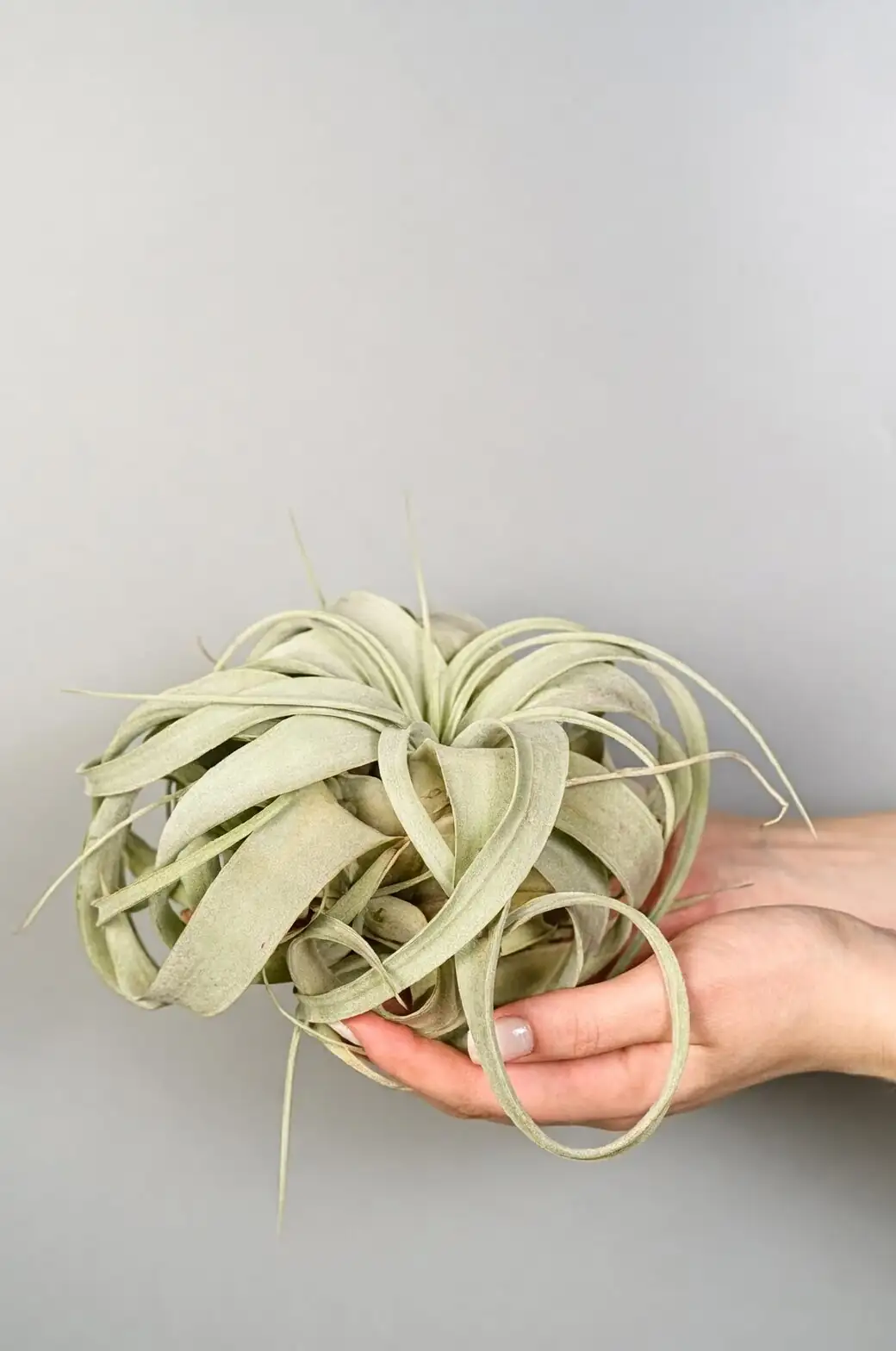 tillandsia xerographica interior display