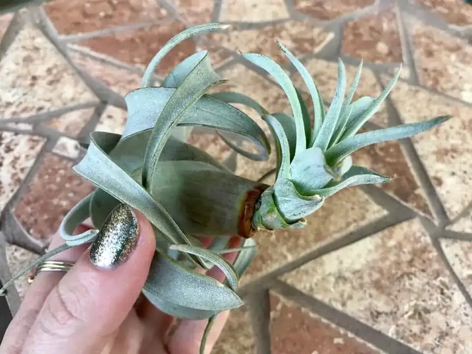 Tillandsia xerographica pup on mother