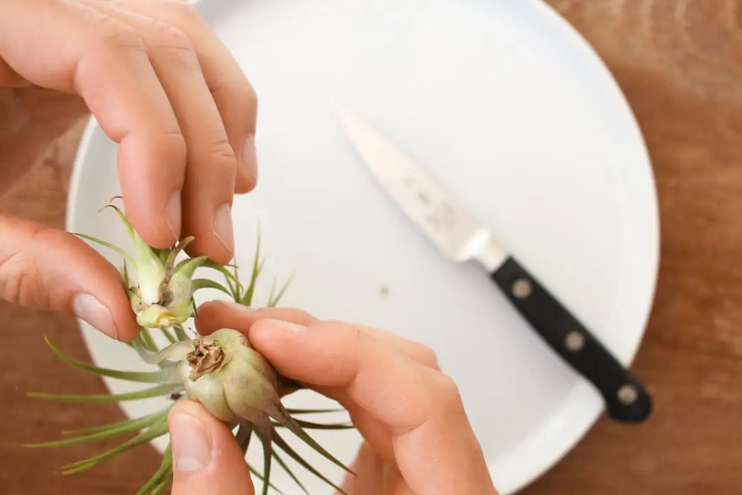Tillandsia xerographica pup separation hands