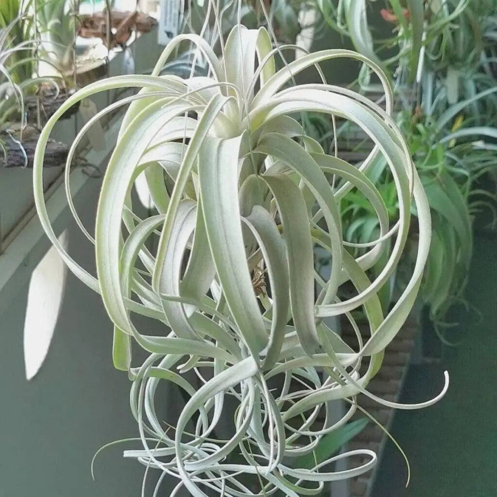 Tillandsia xerographica misting bright window