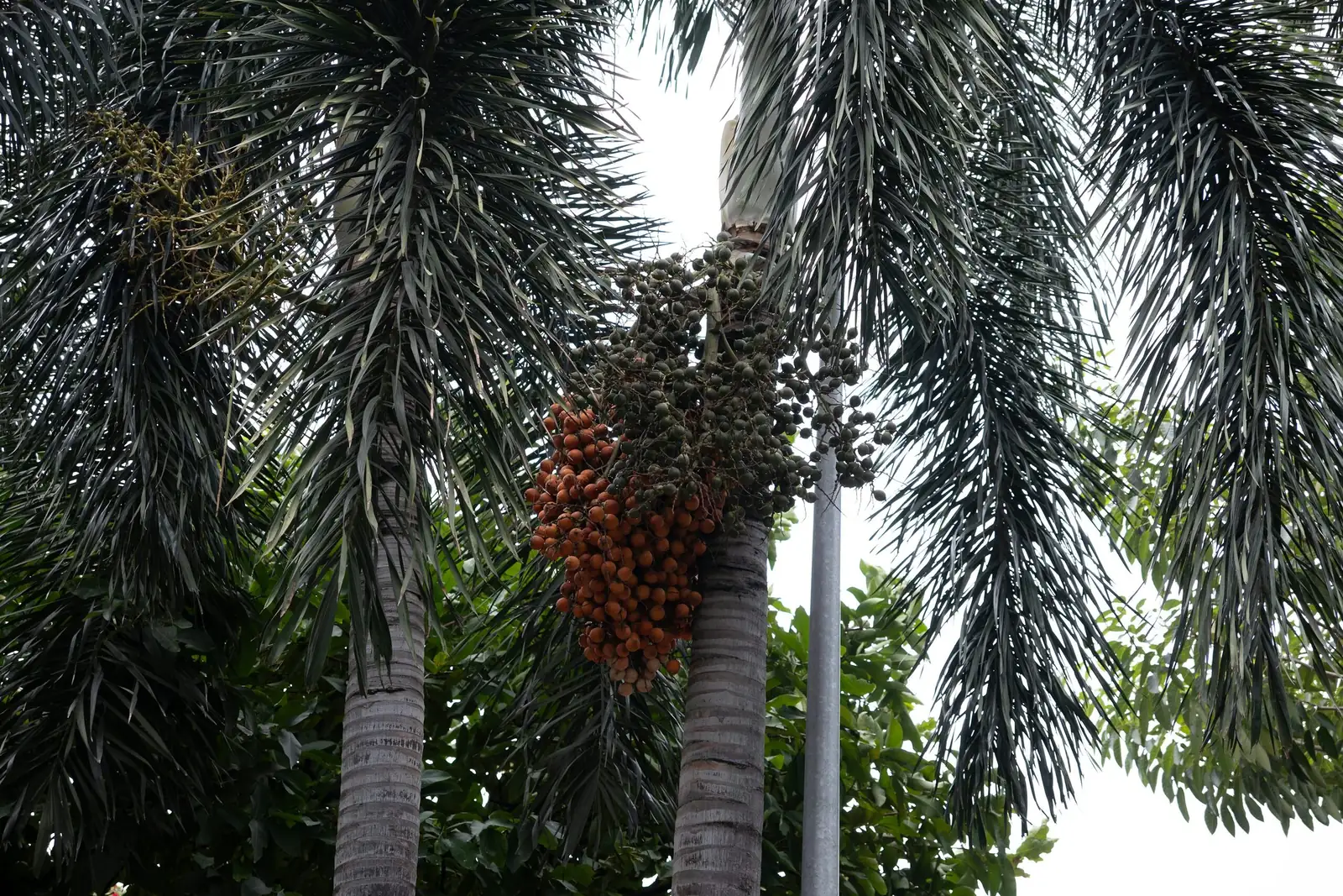 没有传统“花语”，却有一整套味觉记忆：Butia odorata 的现代象征从巴西 Butiá 果酱节说起