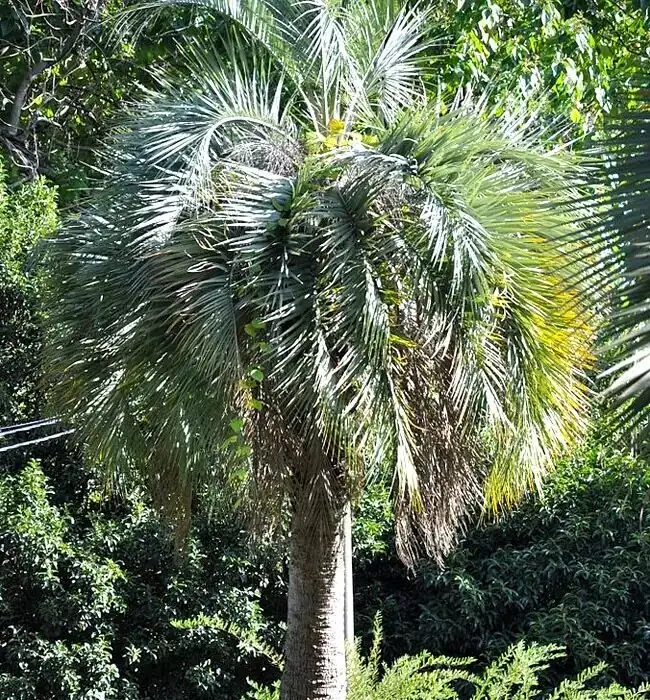 自家果园的香气！用 Butia odorata 果实做低糖果酱与气泡饮