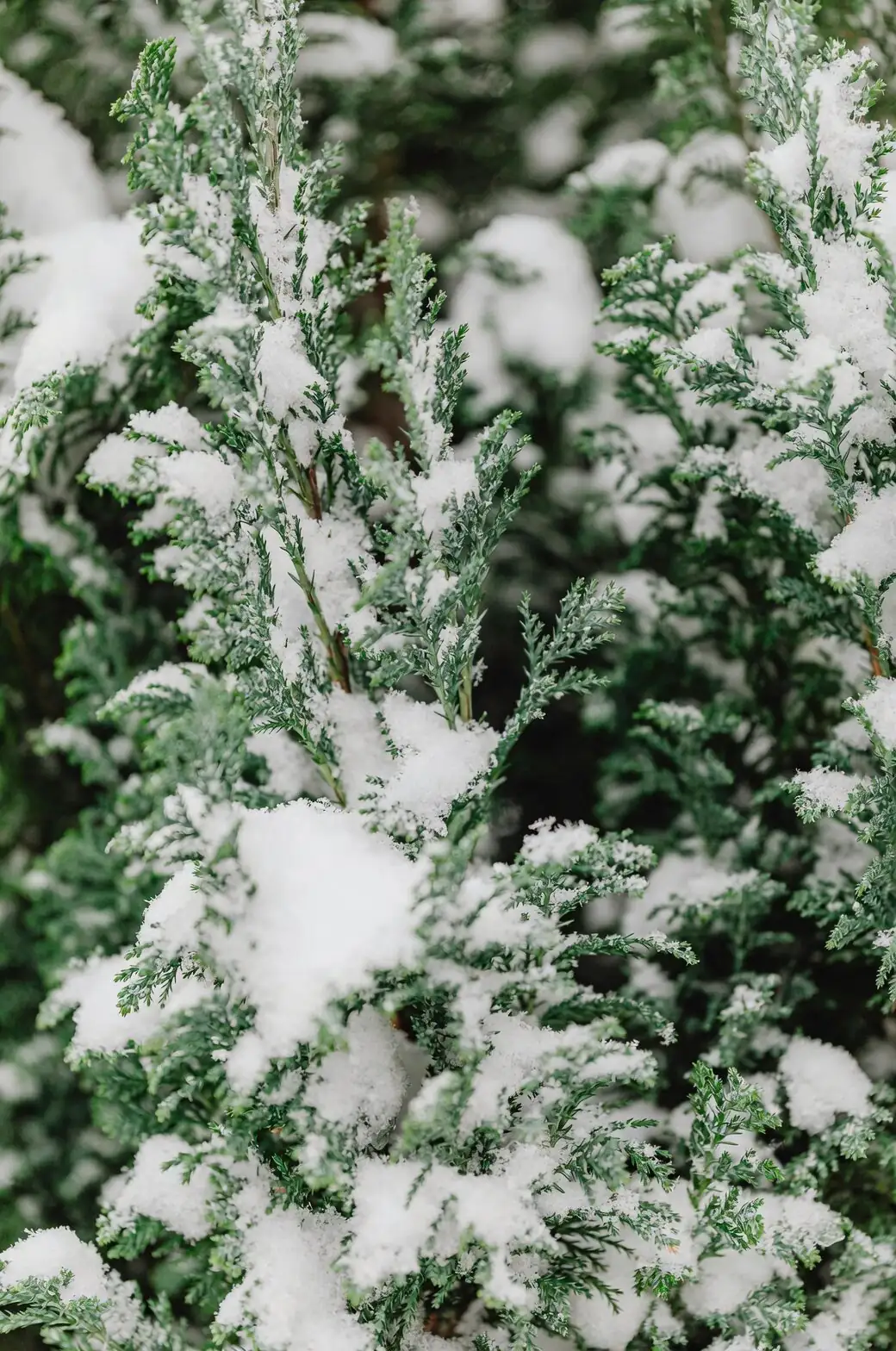 它真能扛雪吗？-10°C 寒潮前后的 Butia odorata 防寒清单与复盘