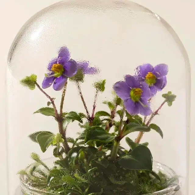 从阿拉伯海的索科特拉到你的窗台：紫芳草的“漂洋过海”与园艺改良史